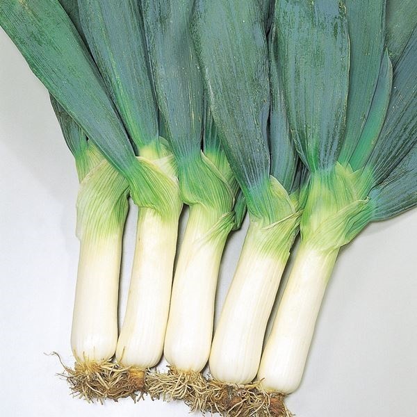 種 野菜たね ネギ 雷帝下仁田 1袋（8ml）