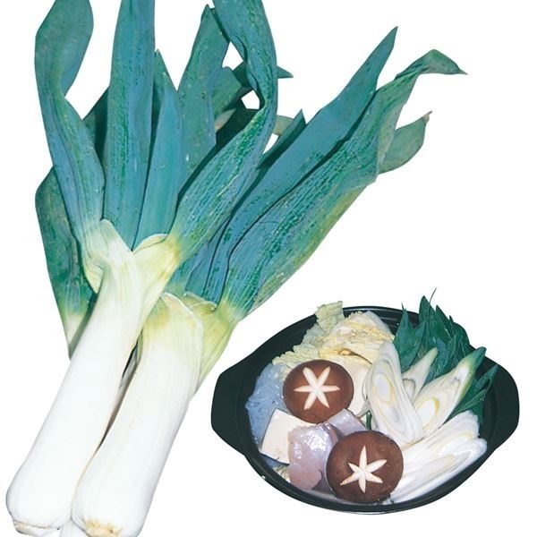 種 野菜たね ネギ 下仁田ねぎ 1袋（10ml）