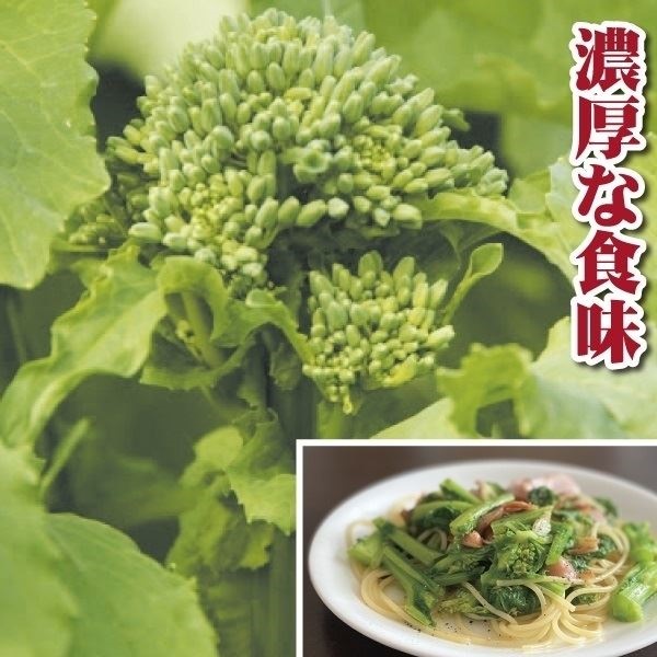 種 野菜たね イタリア野菜 西洋ナバナ 1袋（40粒）