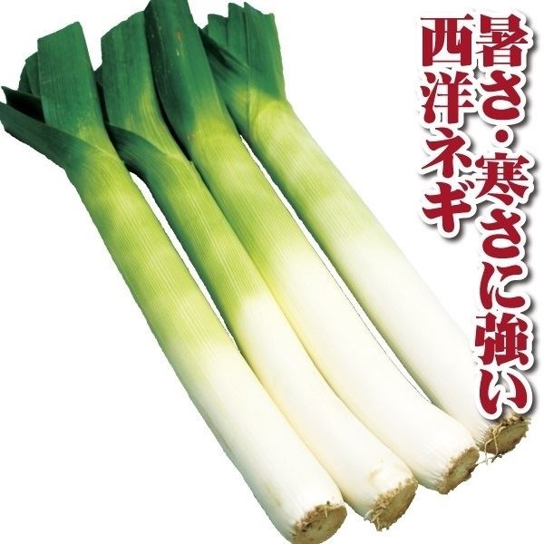 種 野菜たね 菜類 リーキ F1ロングトン 1袋（70粒）