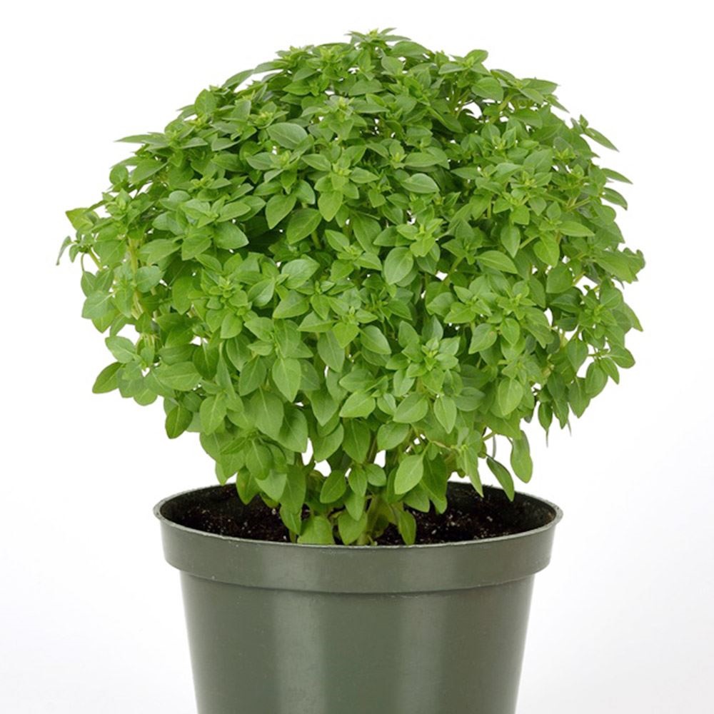 種 野菜たね ハーブ バジル ボンサイ 1袋（0.2ml）