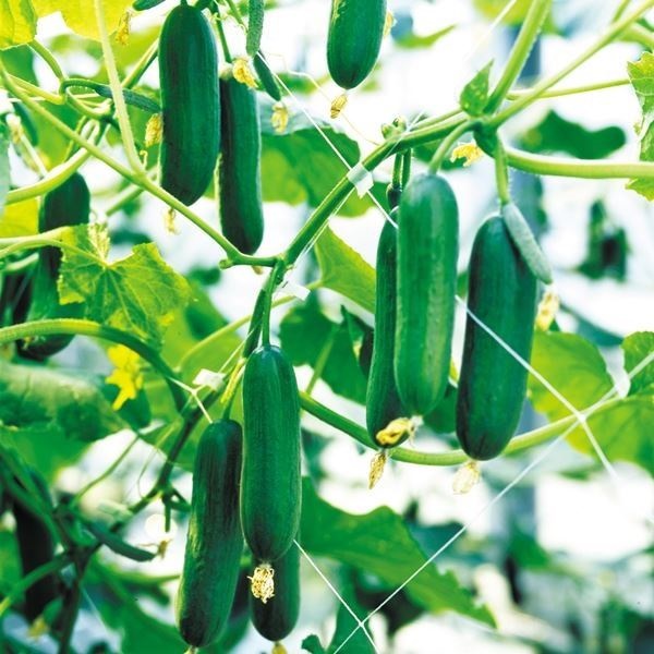 種 野菜たね 露地抑制栽培キュウリ F1ドカナリ千成 1袋（8粒）