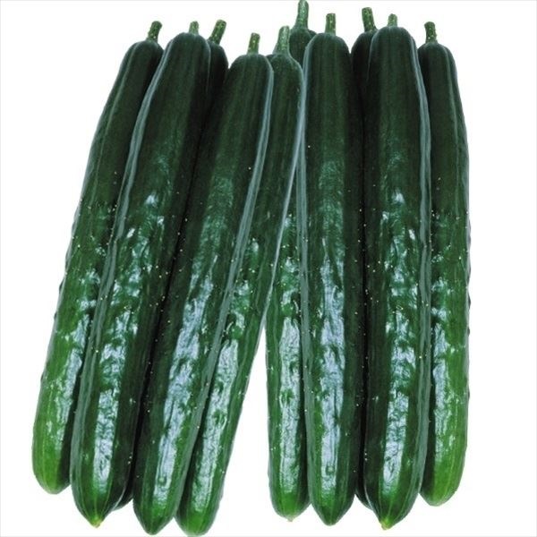 種 野菜たね 露地抑制栽培キュウリ F1味まっしぐら 1袋（1ml）