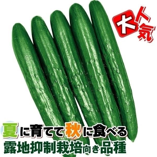 種 野菜たね 露地抑制栽培 キュウリ F1夢そだち 1袋（1ml）