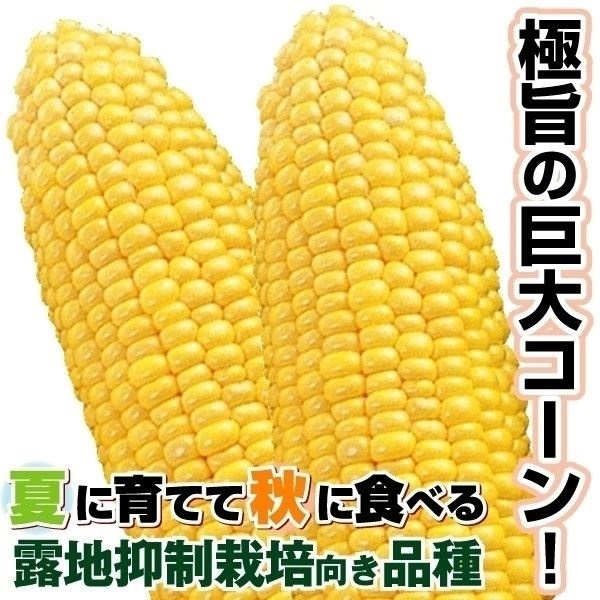 種 野菜たね 露地抑制栽培トウモロコシ F1スーパースイートビッグ 1袋（20ml）