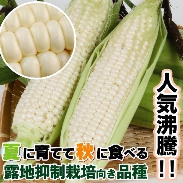 種 野菜たね 露地抑制栽培トウモロコシ F1ピュアホワイトSP 1袋（30ml）