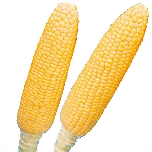 種 野菜たね 露地抑制栽培トウモロコシ F1恵味ゴールド 1袋（20ml）
