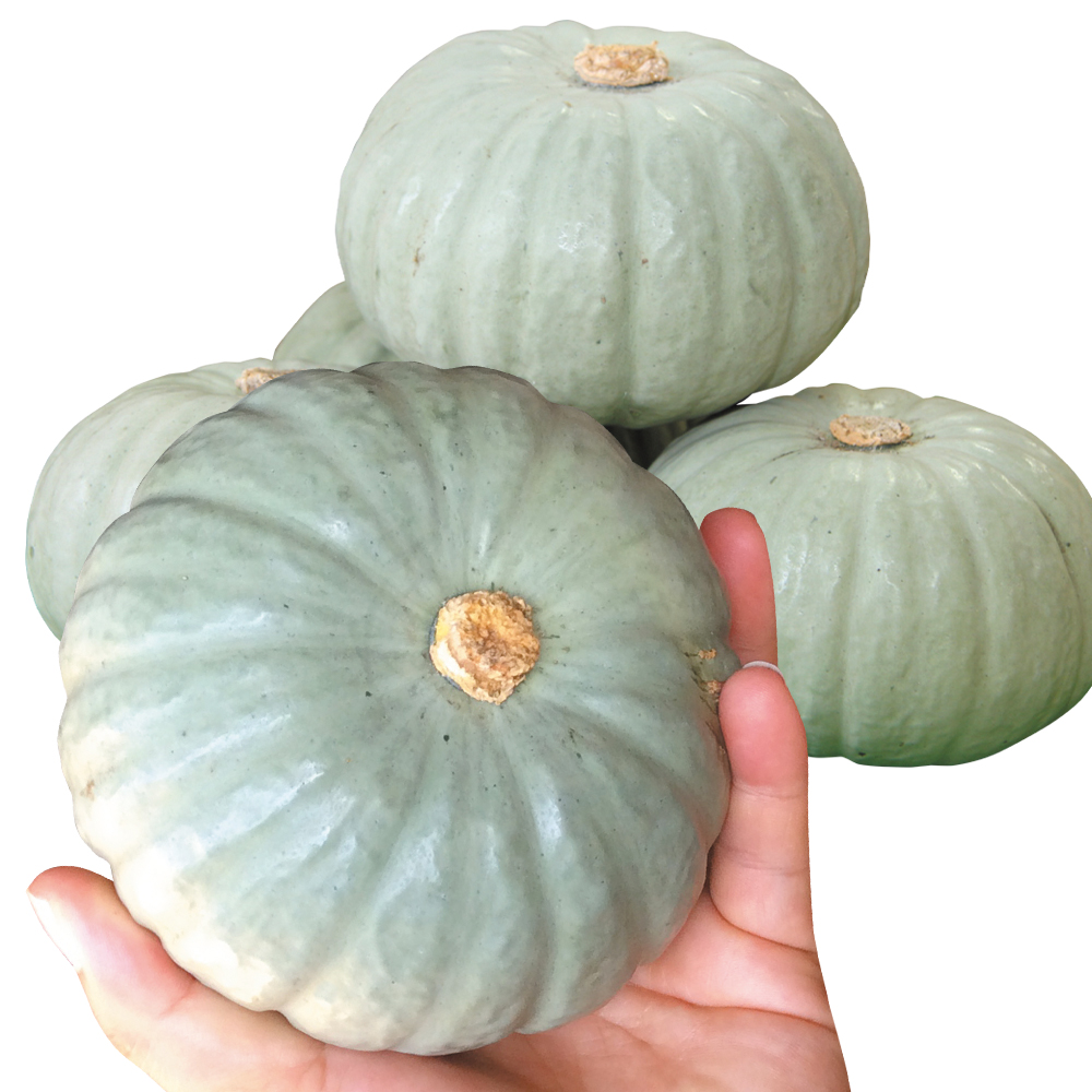 種 野菜たね 露地抑制栽培 カボチャ F1雪宝 1袋（5粒）