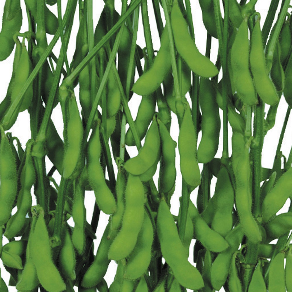 種 野菜たね 露地抑制栽培 エダマメ 夏風香（R）PVP 1袋（40ml）