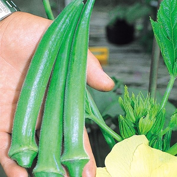 種 野菜たね 露地抑制栽培 オクラ ビューティーフィンガー 1袋（10ml）