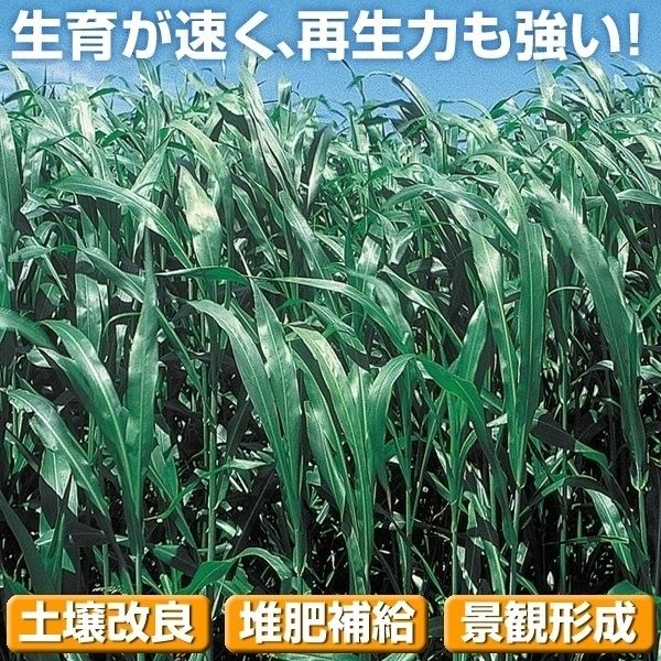 種 野菜たね 緑肥・雑草抑制作物 ソルゴー（緑肥用）