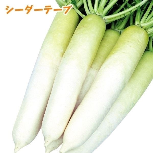 種 野菜たね シーダーテープ ダイコン F1優秀おだいこ 1袋（10m）