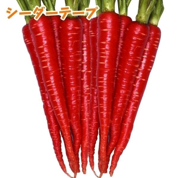種 野菜たね シーダーテープ ニンジン 祝紅金時 1袋（10m）