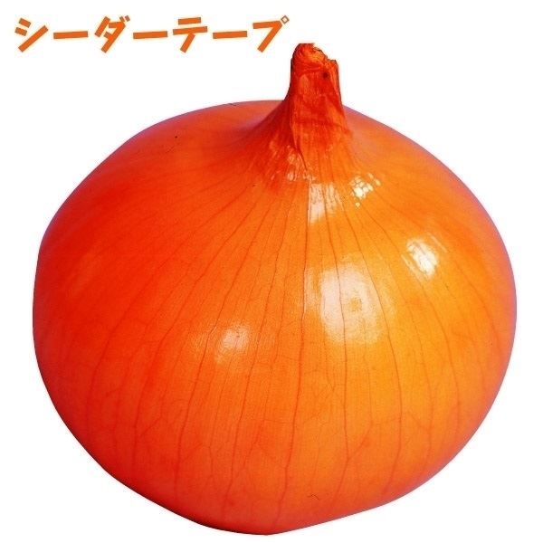 種 野菜たね シーダーテープ タマネギ F1うま蔵 1袋（5m）