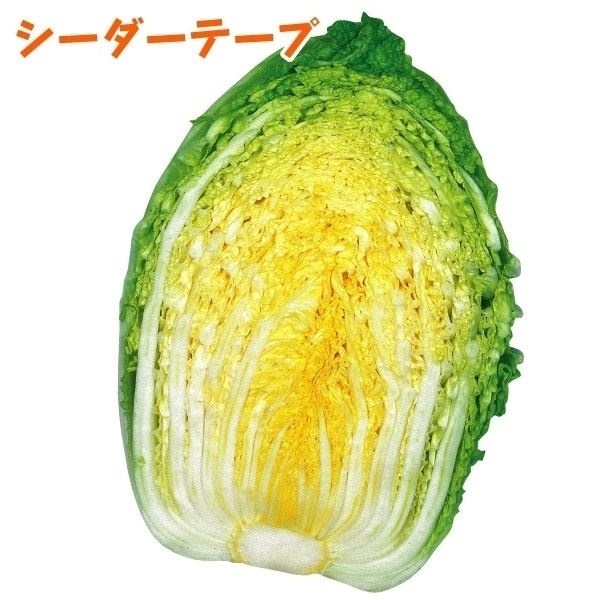 種 野菜たね シーダーテープ ハクサイ F1剛黄EX 1袋（10m）