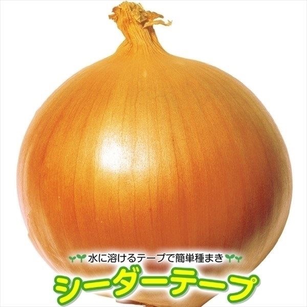 種 野菜たね シーダーテープ タマネギ F1超極早生玉葱 1袋（5m）