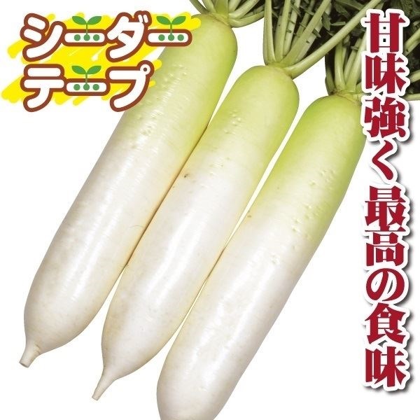種 野菜たね シーダーテープ ダイコン F1あじ美人 1袋（10m）