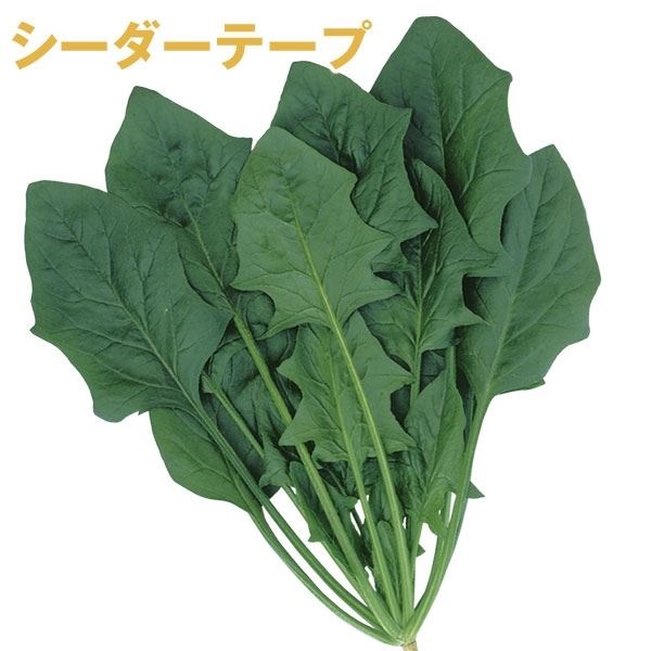 種 野菜たね シーダーテープ ホウレン草 F1グルメほうれん草7 1袋（10m）