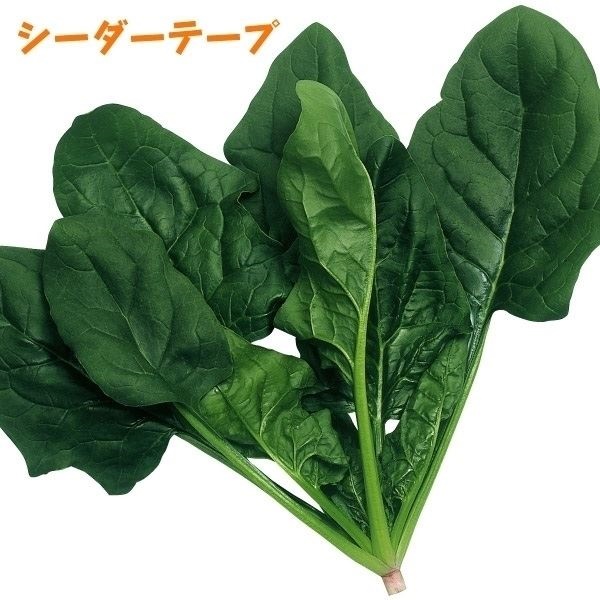 種 野菜たね シーダーテープ ホウレン草 F1ほうれんそう名人 1袋（15m）