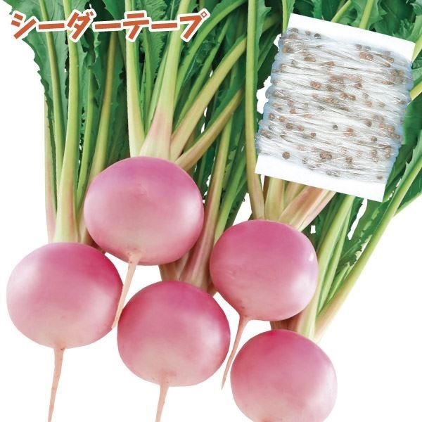 種 野菜たね シーダーテープ カブ F1桃寿 1袋（10m）