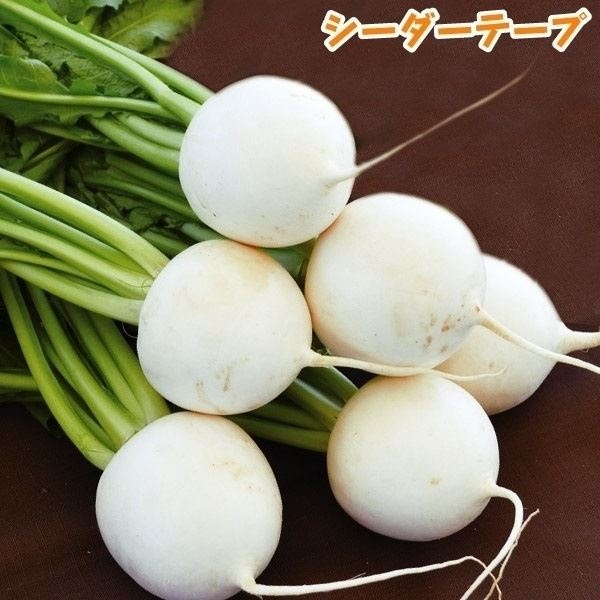 種 野菜たね シーダーテープ カブ F1サラダカブ 1袋（10m）