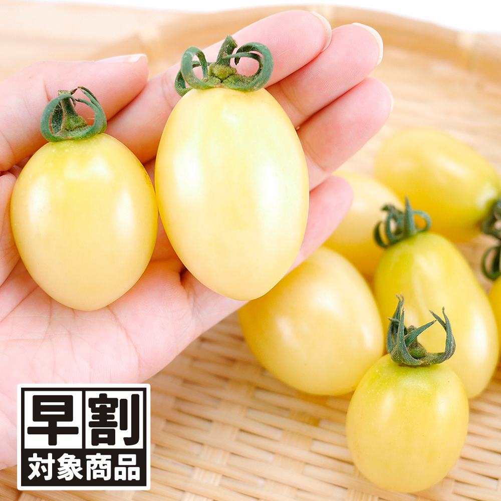 （早期予約販売たね）種 野菜たね ミニトマト F1 TYプリモホワイト 1袋（6粒） /26年春発送【送料グループ:54ﾂ】