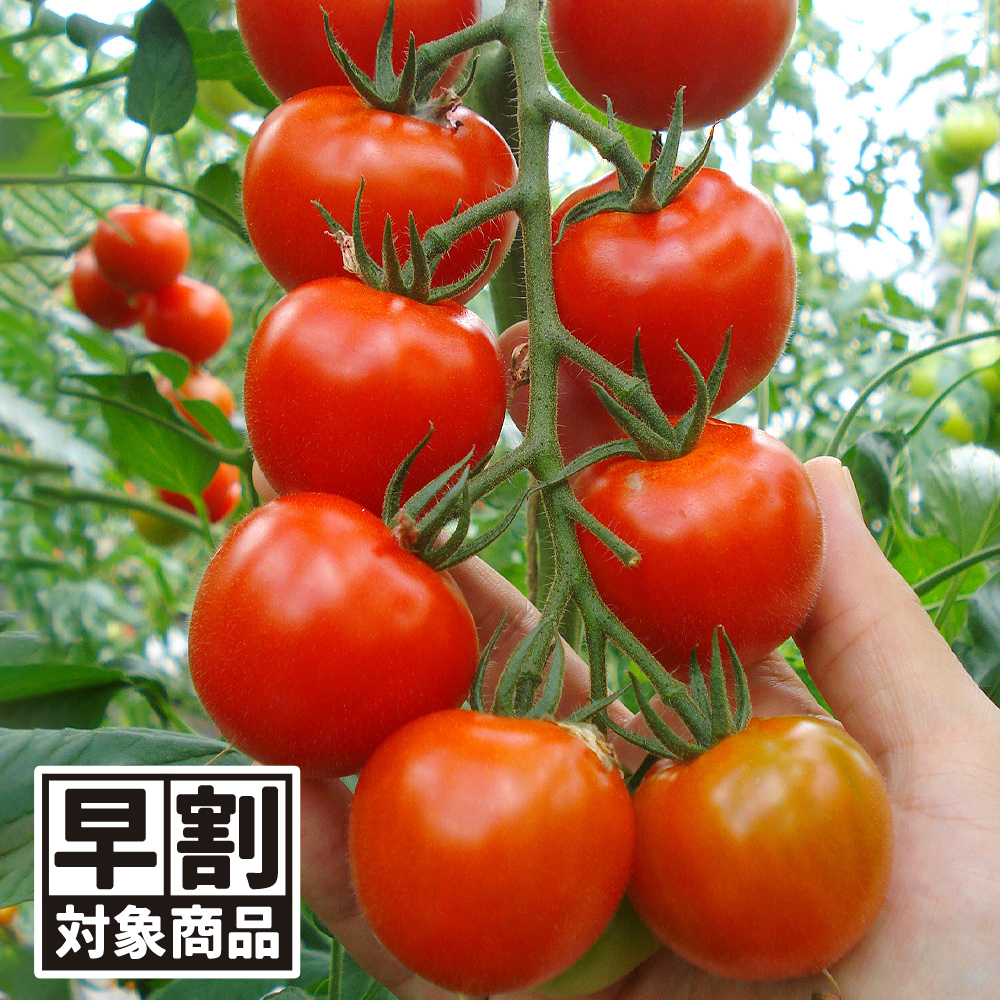 （早期予約販売たね）種 野菜たね 中玉トマト F1Mr.浅野のけっさく（R） Ⅱ 1袋（15粒） /26年春発送【送料グループ:54ﾂ】