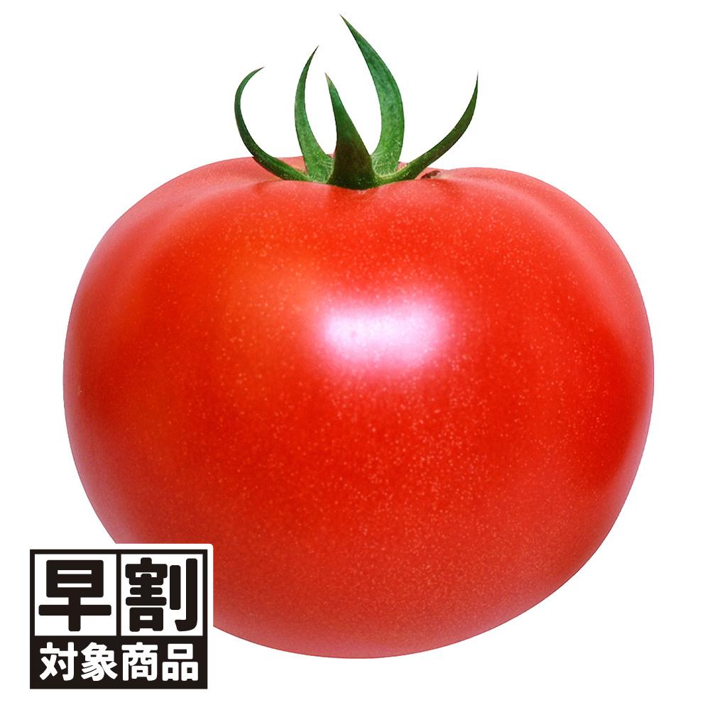 （早期予約販売たね）種 野菜たね 大玉トマト F1こくうまパーフェクトEX 1袋（1ml） /26年春発送【送料グループ:54ﾂ】