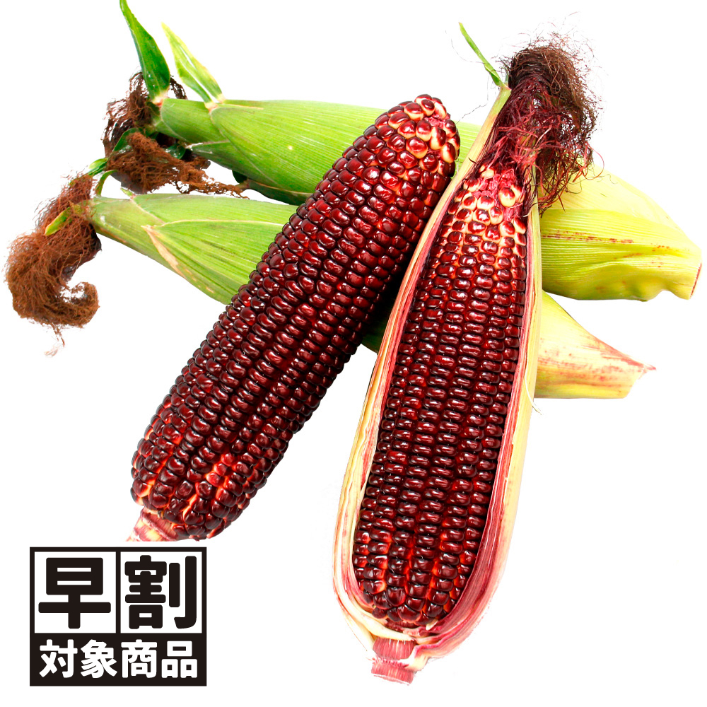 （早期予約販売たね）種 野菜たね トウモロコシ F1大和ルージュR 1袋（10ml） /26年春発送【送料グループ:54ﾂ】