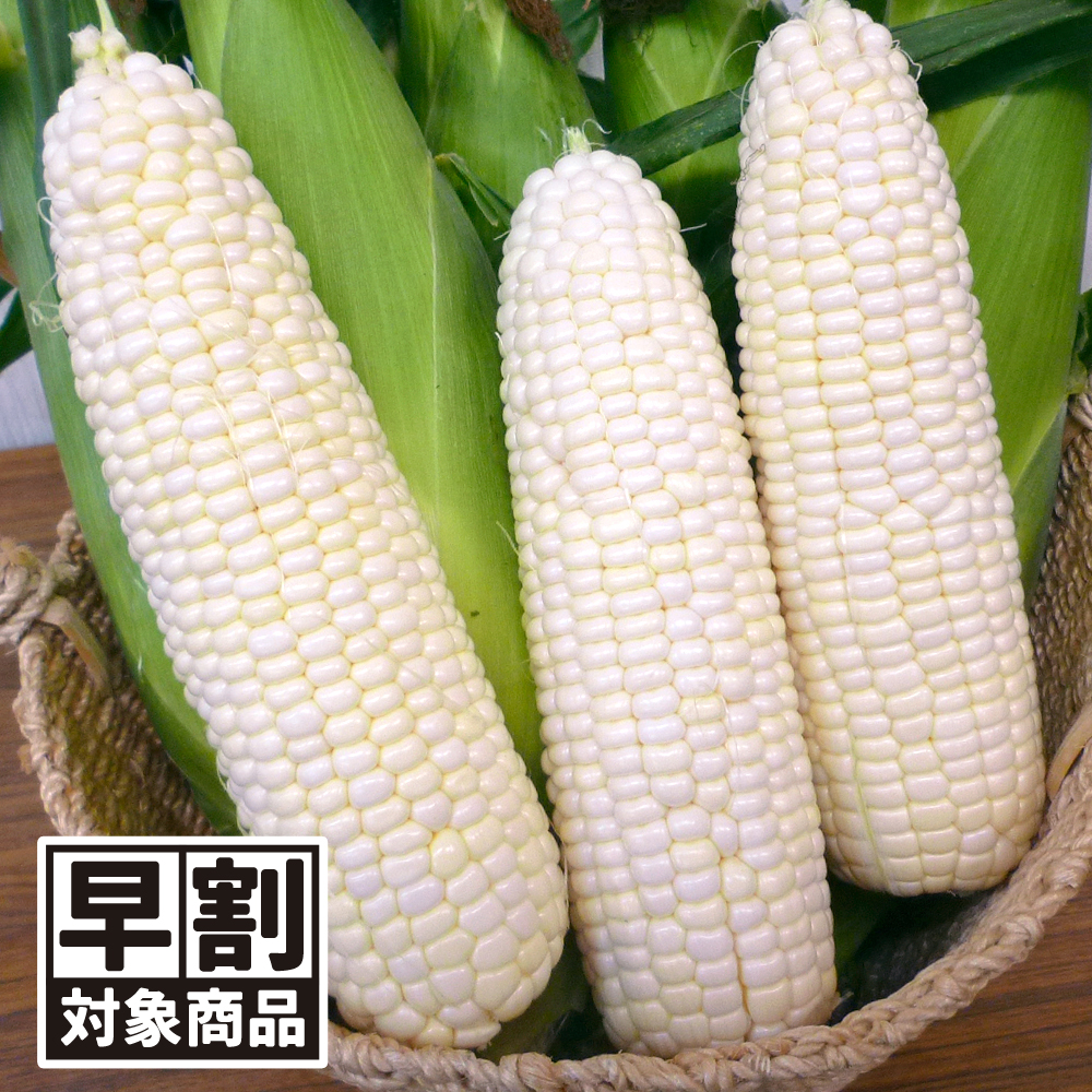 （早期予約販売たね）種 野菜たね トウモロコシ F1ホワイトフェスタ 1袋（30ml） /26年春発送【送料グループ:54ﾂ】