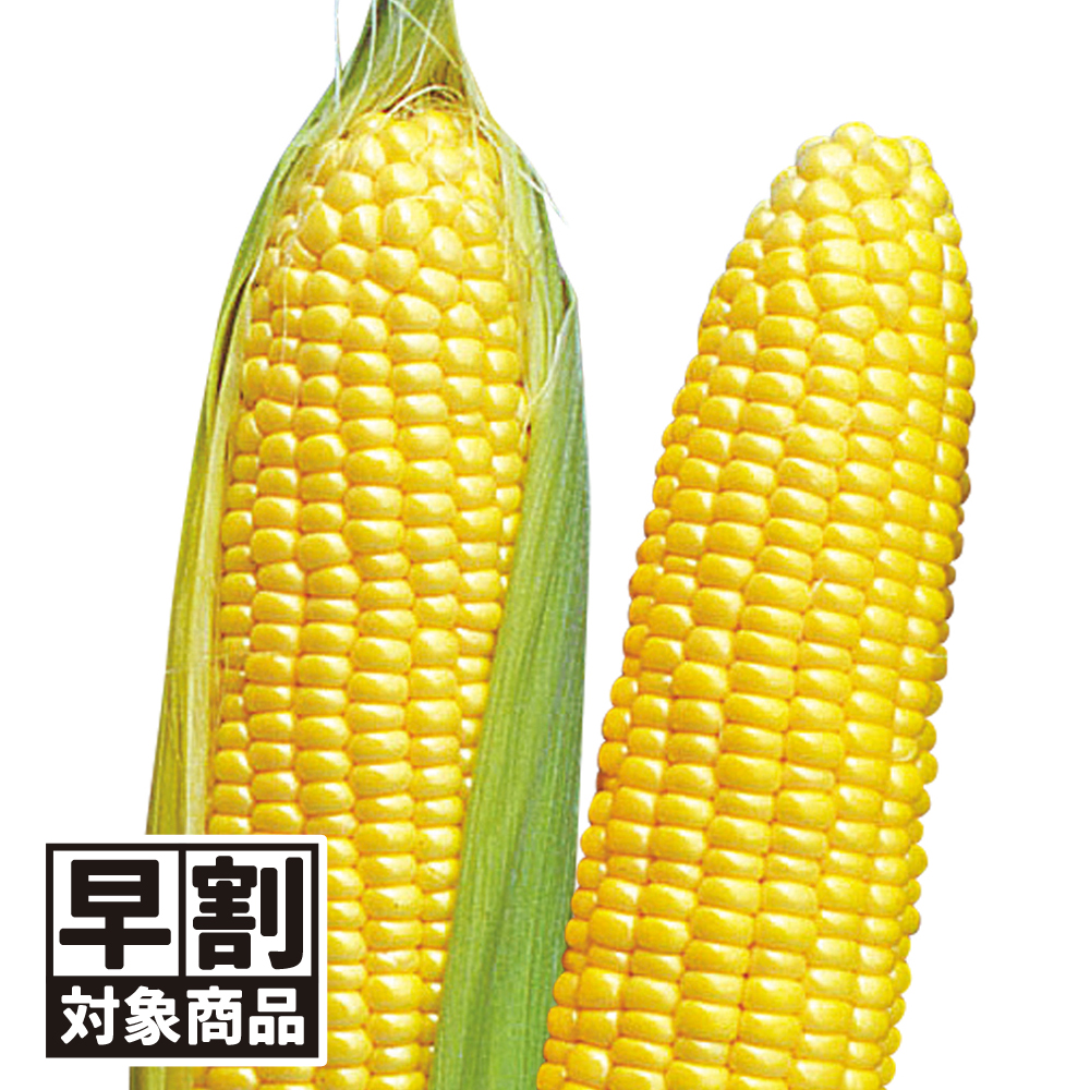 （早期予約販売たね）種 野菜たね トウモロコシ F1サニーフェスタ88 1袋（50ml） /26年春発送【送料グループ:54ﾂ】