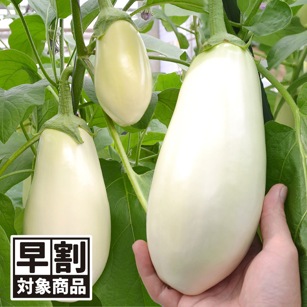 （早期予約販売たね）種 野菜たね ナス F1とろーり旨なすR 1袋（20粒） /26年春発送【送料グループ:54ﾂ】