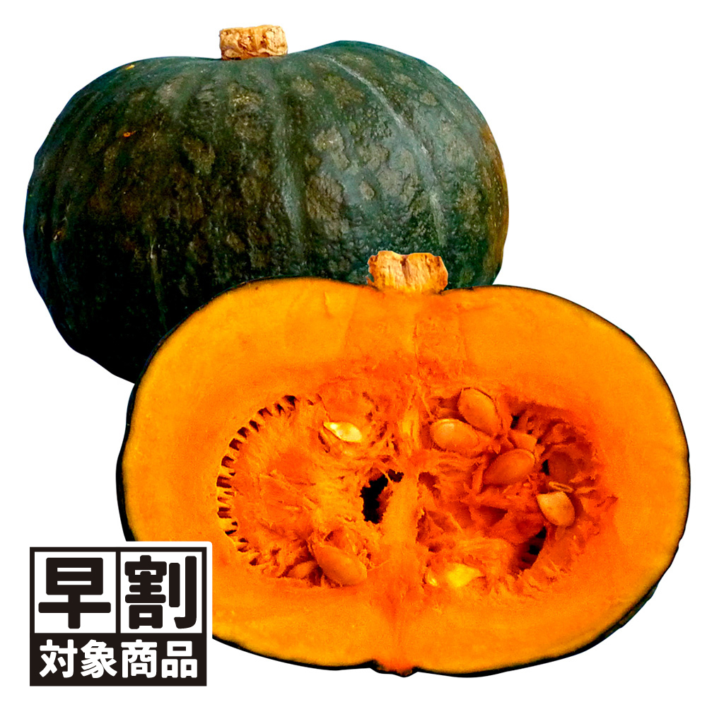（早期予約販売たね）種 野菜たね カボチャ F1ぬくもり南瓜 1袋（10粒） /26年春発送【送料グループ:54ﾂ】