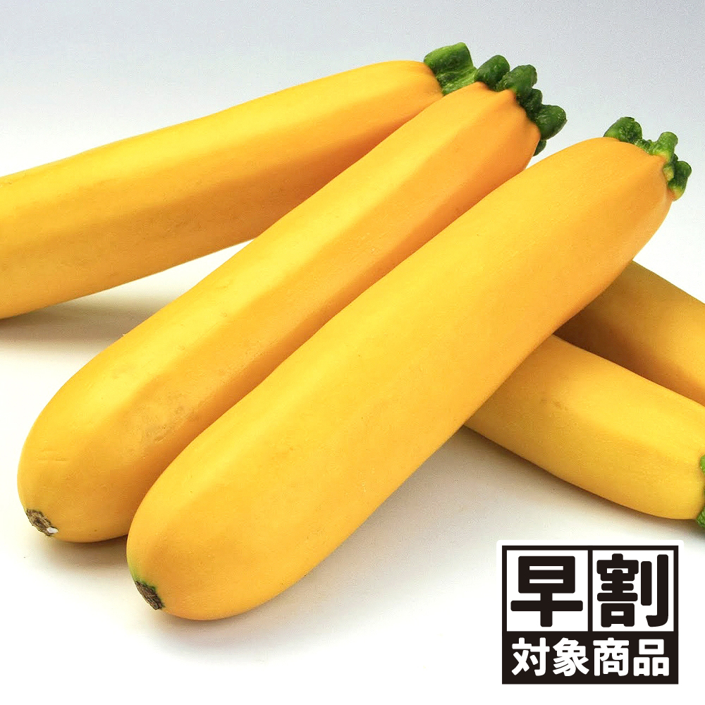（早期予約販売たね）種 野菜たね ズッキーニ F1ゼルダ・ジャッロ 1袋（10粒） /26年春発送【送料グループ:54ﾂ】