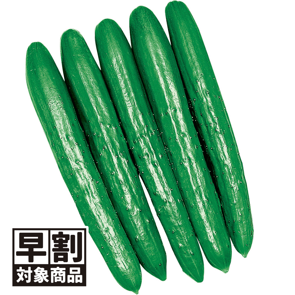 （早期予約販売たね）種 野菜たね キュウリ F1夢そだち 1袋（1ml） /26年春発送【送料グループ:54ﾂ】