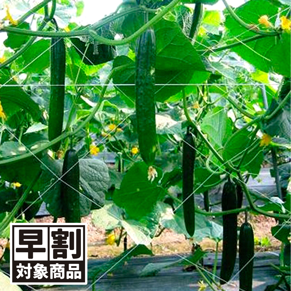 （早期予約販売たね）種 野菜たね キュウリ F1久留米きゅう太郎 1袋（1ml） /26年春発送【送料グループ:54ﾂ】