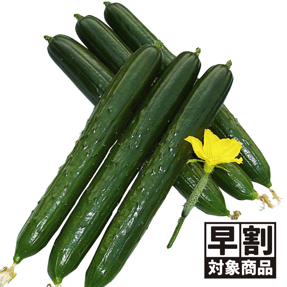（早期予約販売たね）種 野菜たね キュウリ F1枝なりクイーン 1袋（15粒） /26年春発送【送料グループ:54ﾂ】