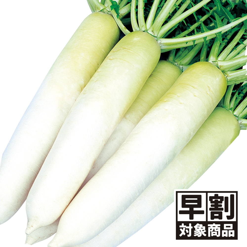 （早期予約販売たね）種 野菜たね ダイコン F1優秀おだいこ 1袋（8ml） /26年春発送【送料グループ:54ﾂ】