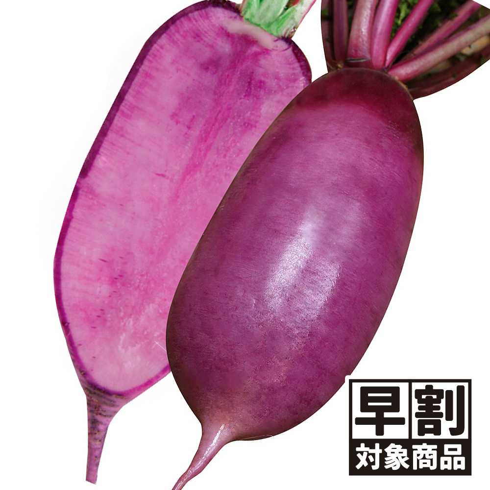（早期予約販売たね）種 野菜たね ダイコン F1あじ紫大根 1袋（3ml） /26年春発送【送料グループ:54ﾂ】