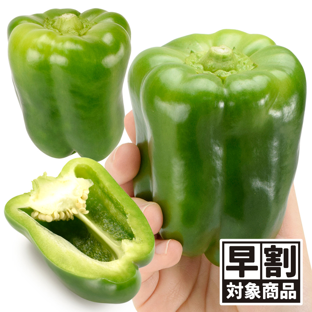 （早期予約販売たね）種 野菜たね ピーマン F1グリーン500号 1袋（1ml） /26年春発送【送料グループ:54ﾂ】