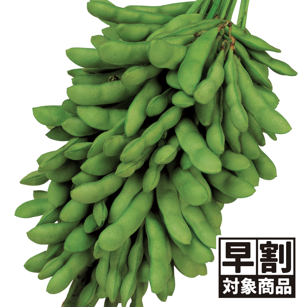 （早期予約販売たね）種 野菜たね エダマメ 恋姫PVP 1袋（30ml） /26年春発送【送料グループ:54ﾂ】