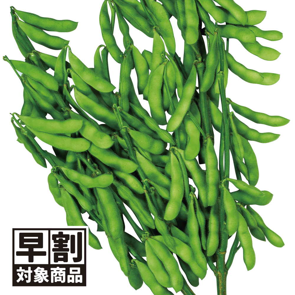 （早期予約販売たね）種 野菜たね エダマメ 湯あがり娘（R） 1袋（40ml） /26年春発送【送料グループ:54ﾂ】