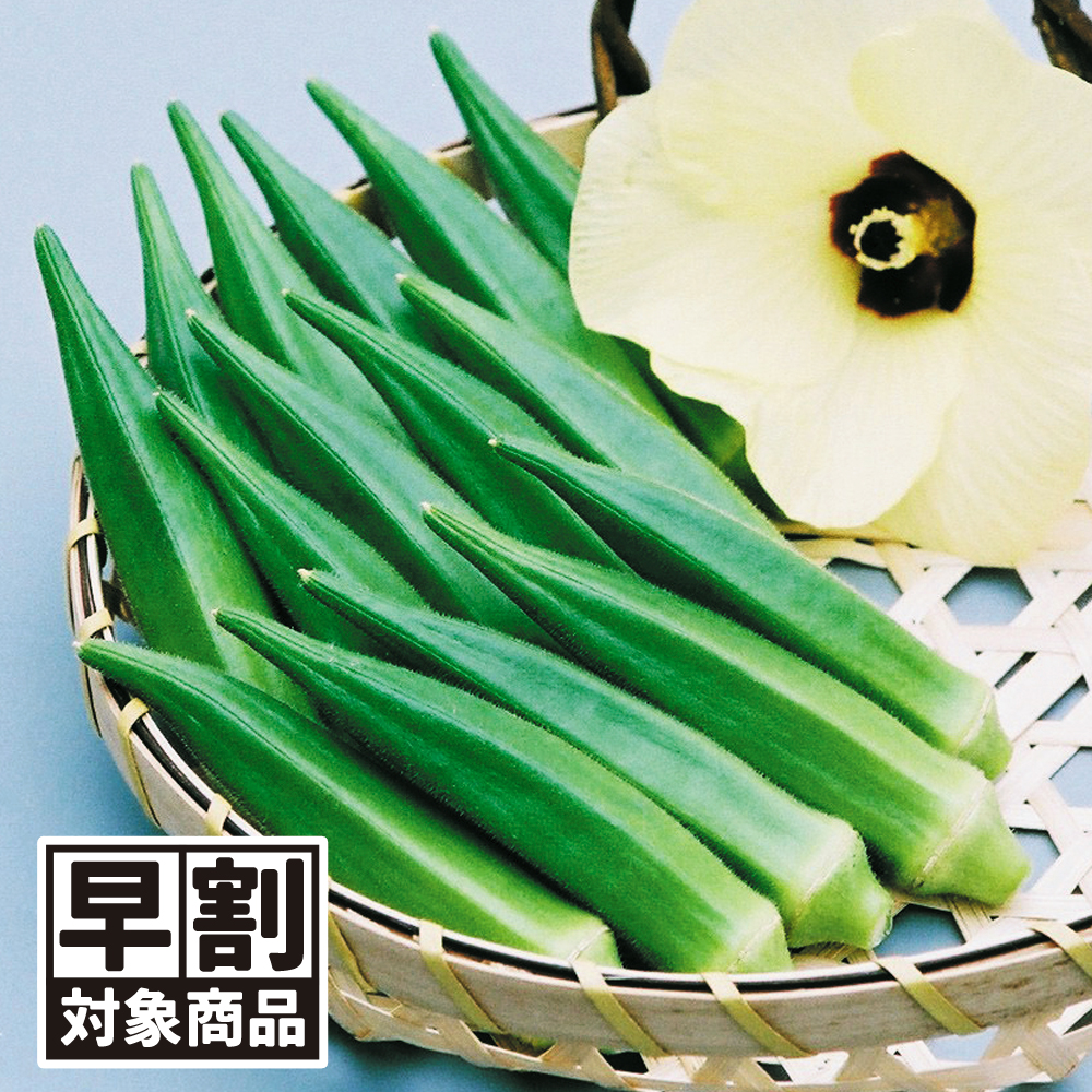 （早期予約販売たね）種 野菜たね オクラ F1おいしいオクラEX 1袋（10ml） /26年春発送【送料グループ:54ﾂ】