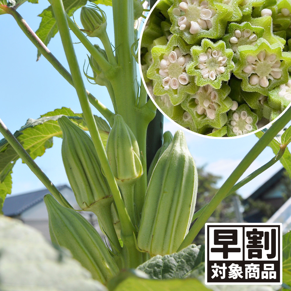 （早期予約販売たね）種 野菜たね オクラ ダビデの星 1袋（3ml） /26年春発送【送料グループ:54ﾂ】