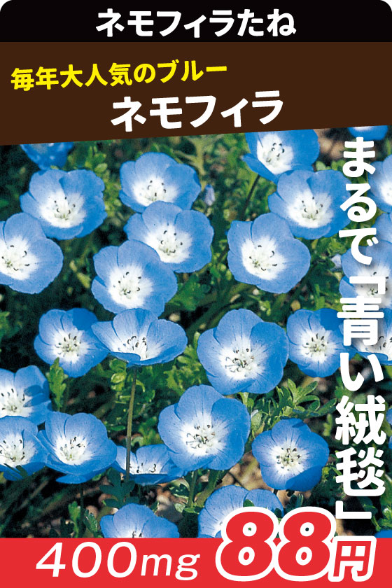 ネモフィラ