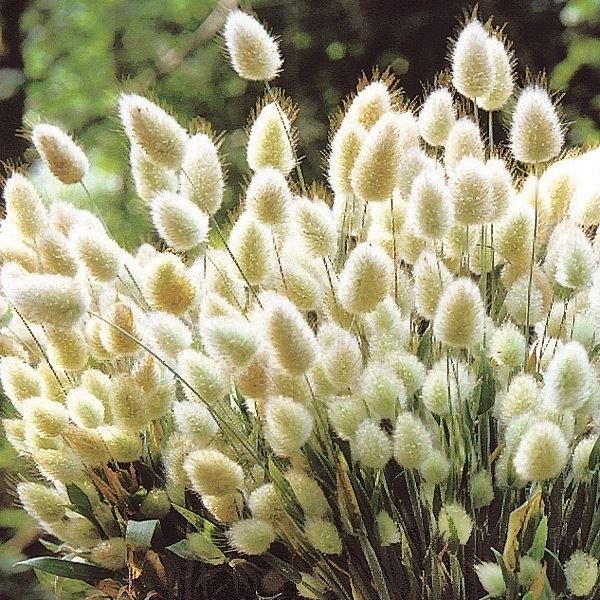 種 花たね ラグラス オバタス  1袋（100mg）