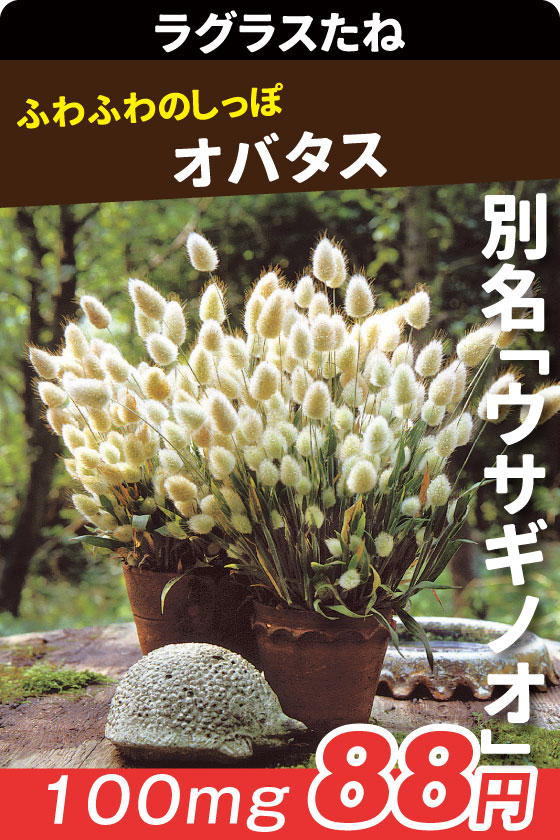 ラグラス オバタス