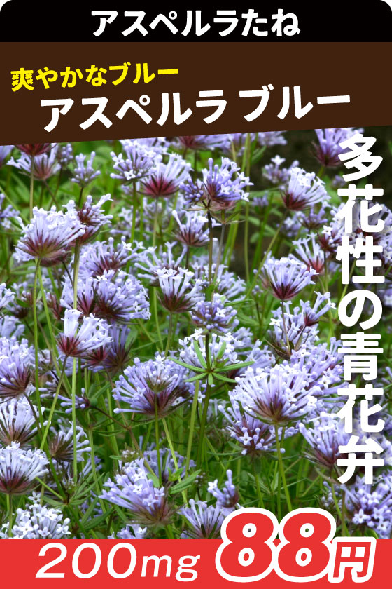 アスペルラ ブルー