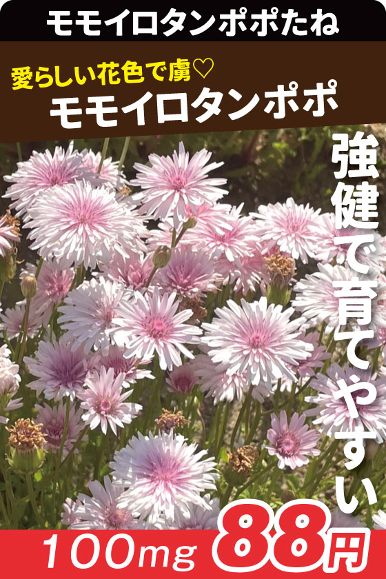 モモイロタンポポ