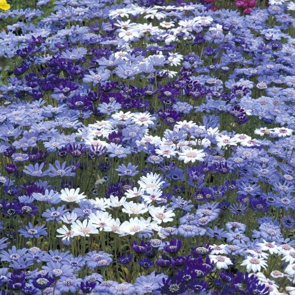 種 花たね フェリシア ブルーミックス  1袋（100mg）
